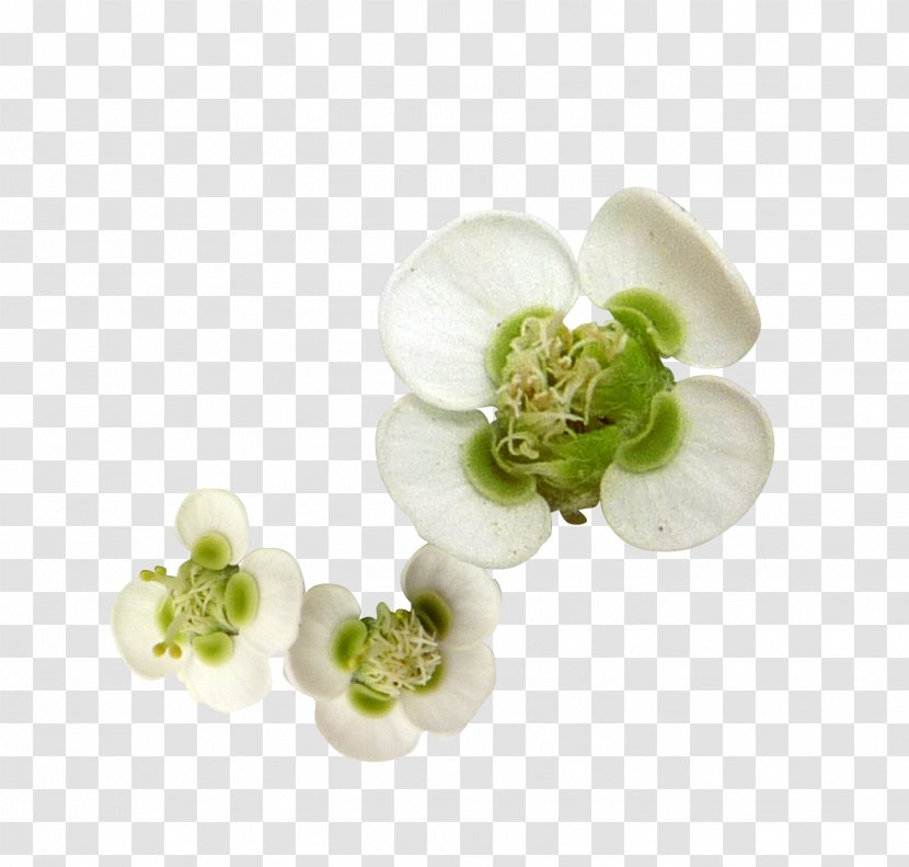Flower Petal Clip Art Transparent PNG