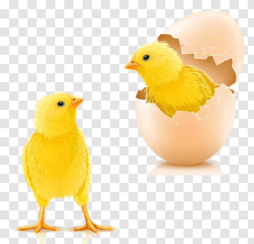 Chicken Infant Kifaranga Hen Egg - Bird Transparent PNG