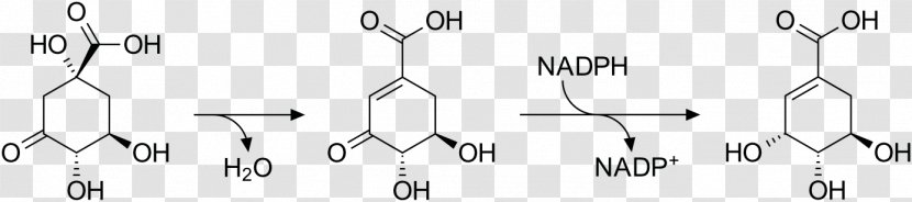 Shikimic Acid Shikimate Pathway Metabolic Biosynthesis Tannin - Plant Physiology - Illicium Verum Transparent PNG