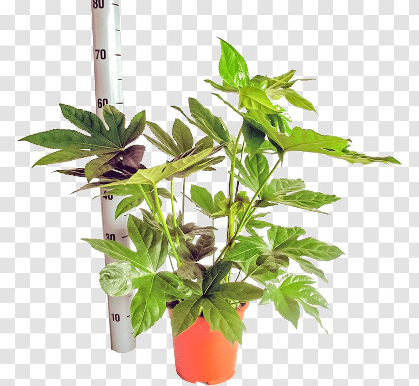 Paperplant Flowerpot Houseplant Dwarf Umbrella Tree - Herb - Plant Transparent PNG