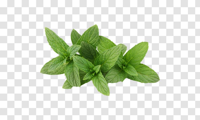 Food Powder Mentha Spicata Spice Water Mint - Drawing Transparent PNG