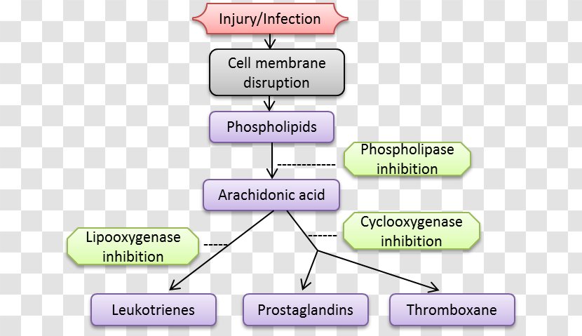 Inflammation Pyelonephritis Methylprednisolone Autoimmunity Stomatitis - Material - Nonsteroidal Anti-inflammatory Drug Transparent PNG
