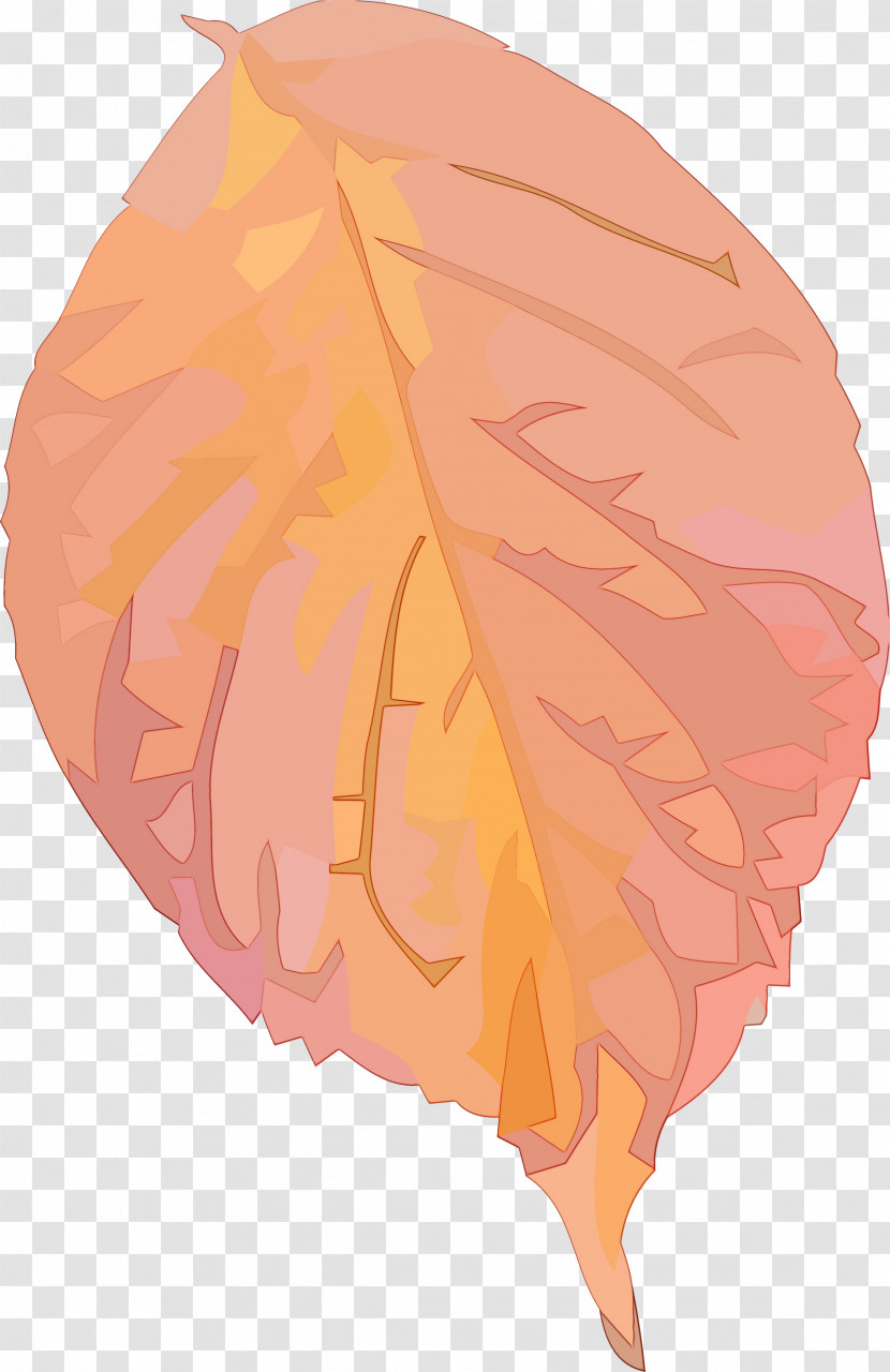 Orange Transparent PNG