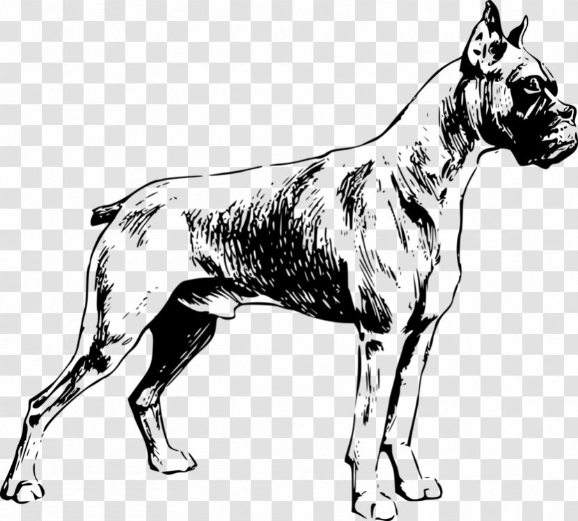 Dog And Cat - American Pit Bull Terrier - Tail Fawn Transparent PNG