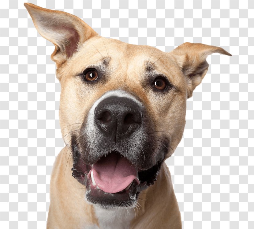 Labrador Retriever Growling Poodle Smile Upside-Down Dogs - Pet Transparent PNG