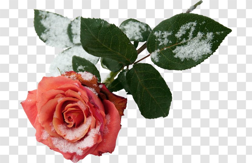 Garden Roses Clip Art - Rose Flower Transparent PNG