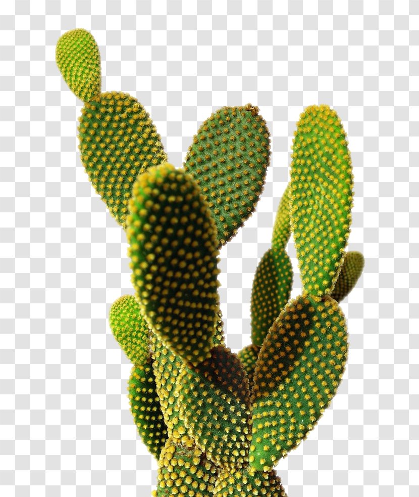 Cactaceae Wallpaper - Caryophyllales - Cactus Image Transparent PNG