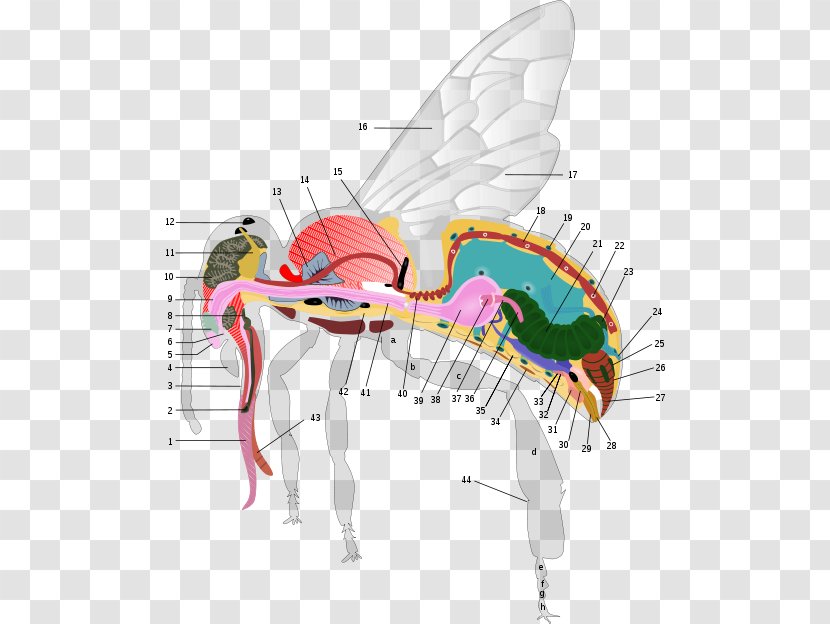 Western Honey Bee Anatomy Worker Human Body - Heart - Bees Transparent PNG