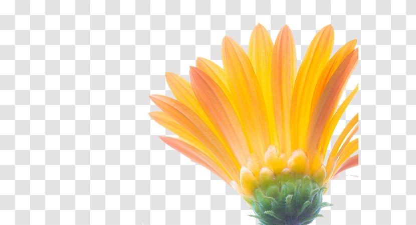 Common Sunflower Euclidean Vector Download - Daisy - Photos Transparent PNG