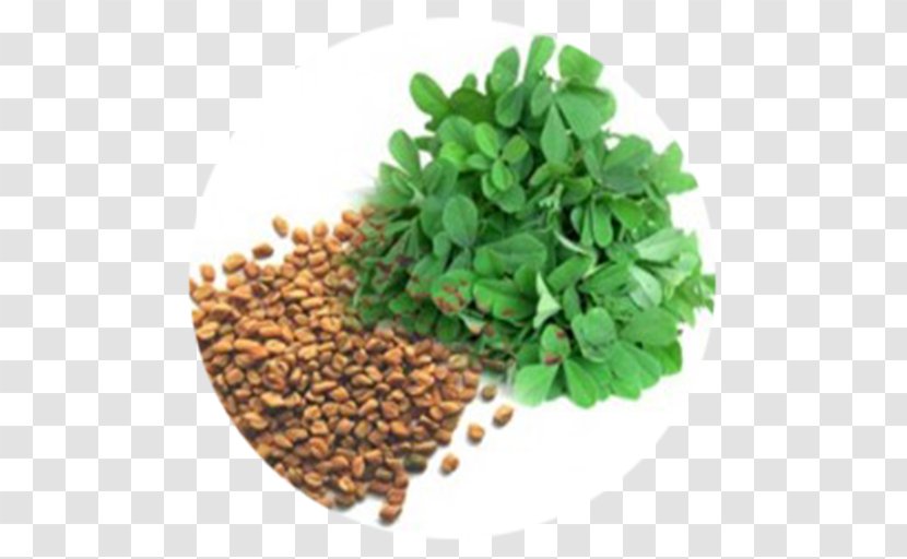 Fenugreek Indian Cuisine Kadhi Leaf Herb - Vegetable Transparent PNG