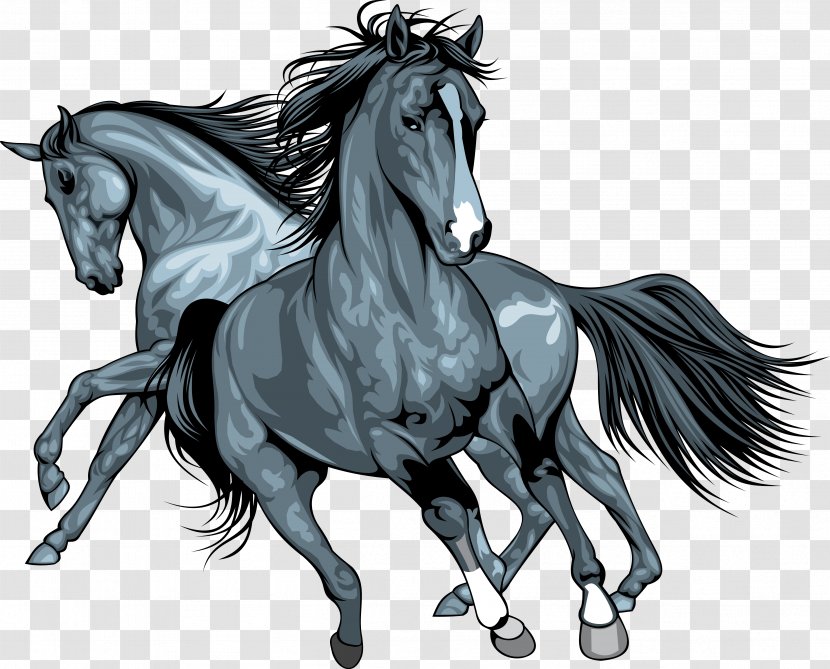 Wild Horse Clip Art - Drawing Transparent PNG