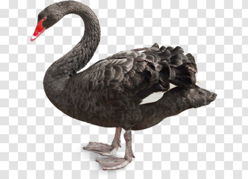Black Swan Tasmania Western Australia New Zealand Hellabrunn Zoo - Emblem - Little Transparent PNG