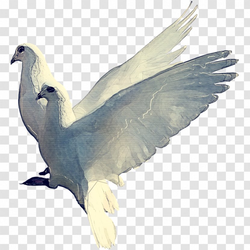 Dove Bird - Cranelike - Peace Transparent PNG