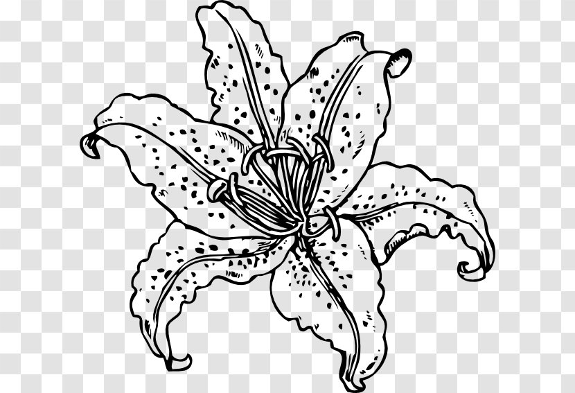 Tiger Lily Coloring Book Drawing Clip Art - Visual Arts - Lilies Vector Transparent PNG