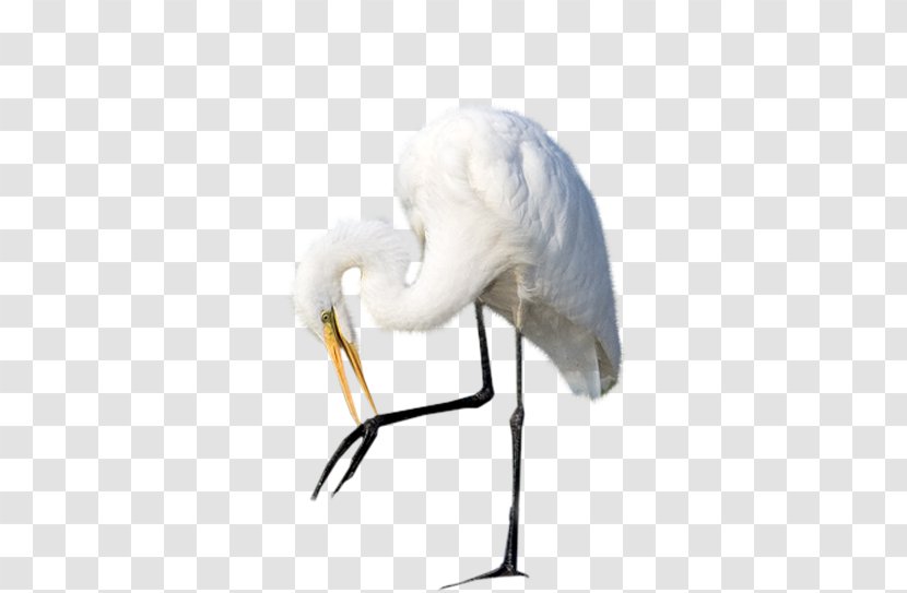Egret Bird Heron Crane Ardeoj - Neck Transparent PNG