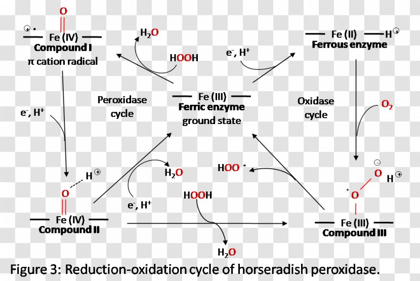Line Point Angle Horseradish Peroxidase Intersection - Area Transparent PNG