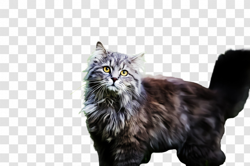 Cat Small To Medium-sized Cats Whiskers Norwegian Forest Cat Domestic Long-haired Cat Transparent PNG