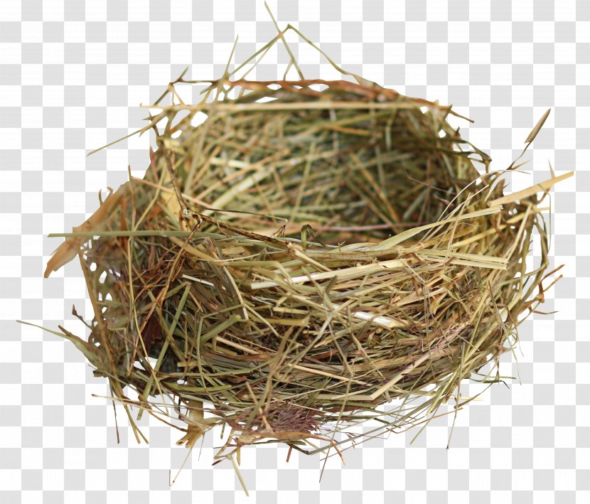 Edible Bird's Nest Bird Transparent PNG