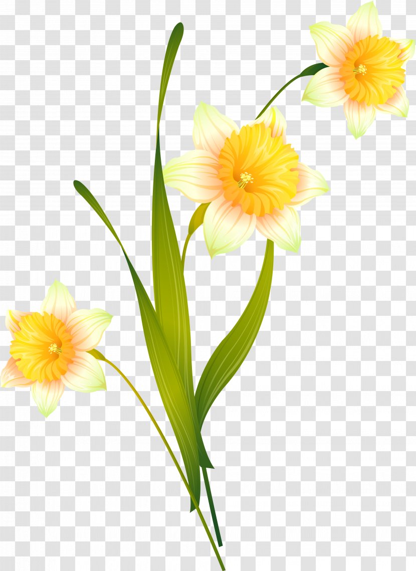 Cut Flowers Daffodil - Flowering Plant - Narcissus Transparent PNG
