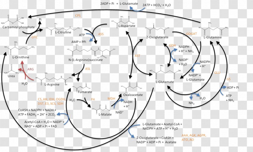 Ornithine Glutamine Glutamic Acid Arginine Aspartic - Ammonia - Nitrogen Transparent PNG