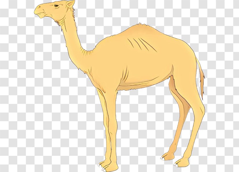 Clip Art Camel Vector Graphics Image - Animal Figure - Livestock Transparent PNG