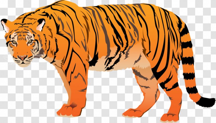 Sundarbans Felidae Bengal Tiger Cat Transparent PNG