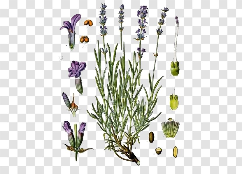 English Lavender Kxf6hlers Medicinal Plants Lavandula Latifolia Lamiaceae - Flowerpot - Plant Transparent PNG