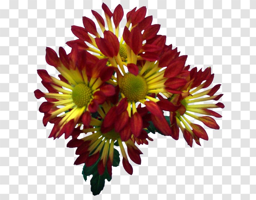 Blanket Flowers Chrysanthemum Transvaal Daisy Floral Design Cut - Plant - Albert Camus Transparent PNG