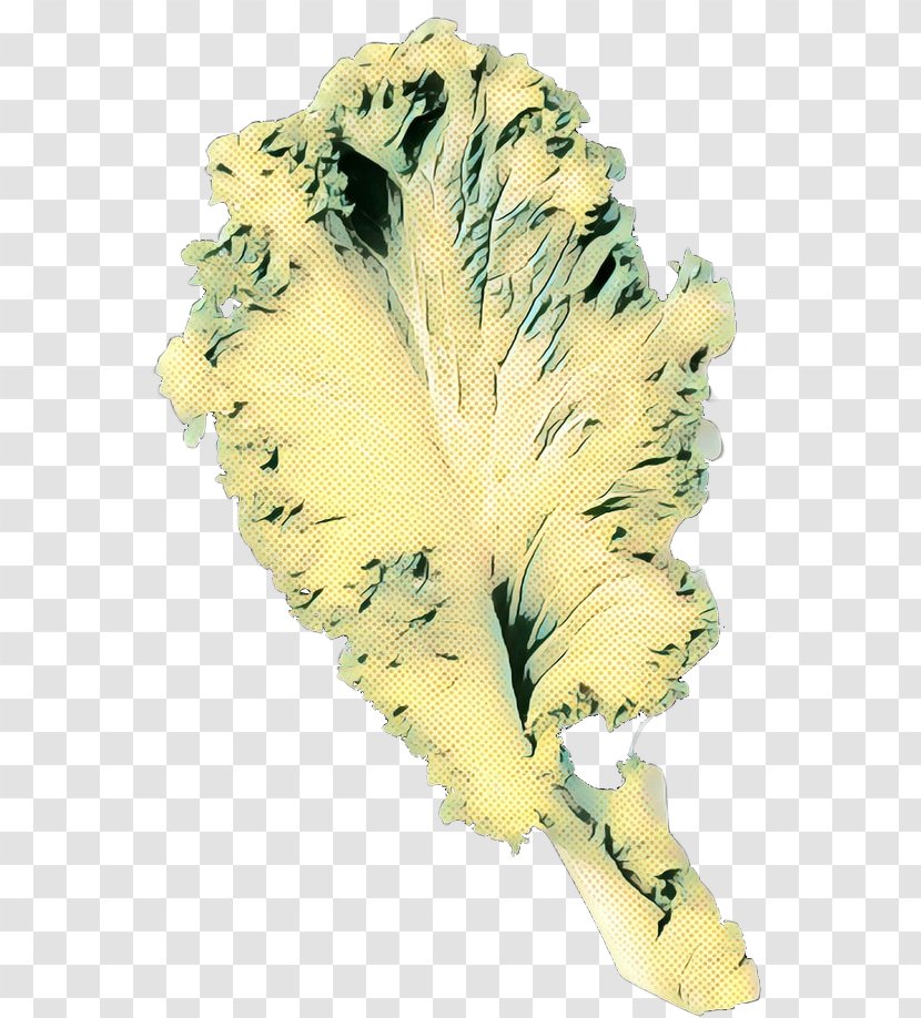 Feather - Leaf - Plant Transparent PNG