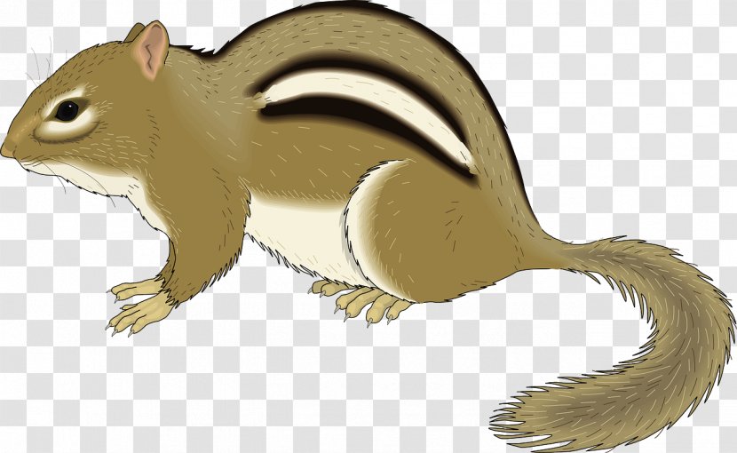 Chipmunk Squirrel Rodent Clip Art - Snout - Brown Transparent PNG