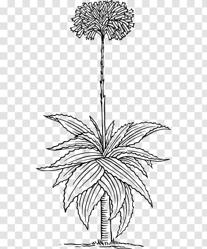 Aloe Vera Clip Art - Tree - Plant Transparent PNG