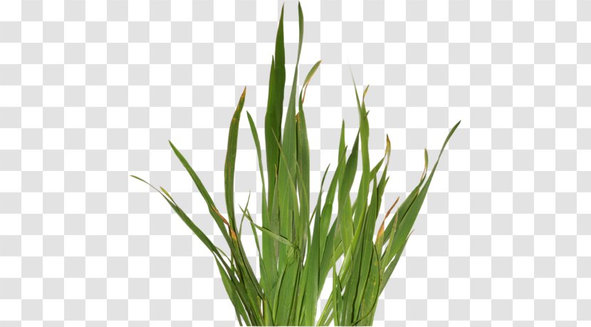 Aloe Vera Plant Medicine Aloin Emodin - Wheatgrass Transparent PNG