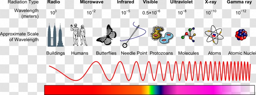 Light Electromagnetic Spectrum Radiation X-ray - Flower - Sound Wave Transparent PNG