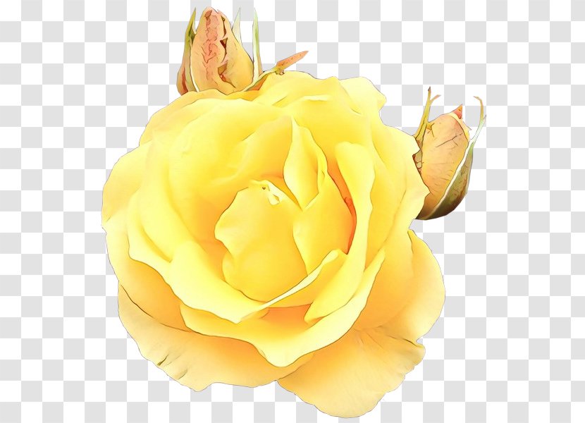 Garden Roses Cut Flowers Petal - Yellow - Austrian Briar Transparent PNG
