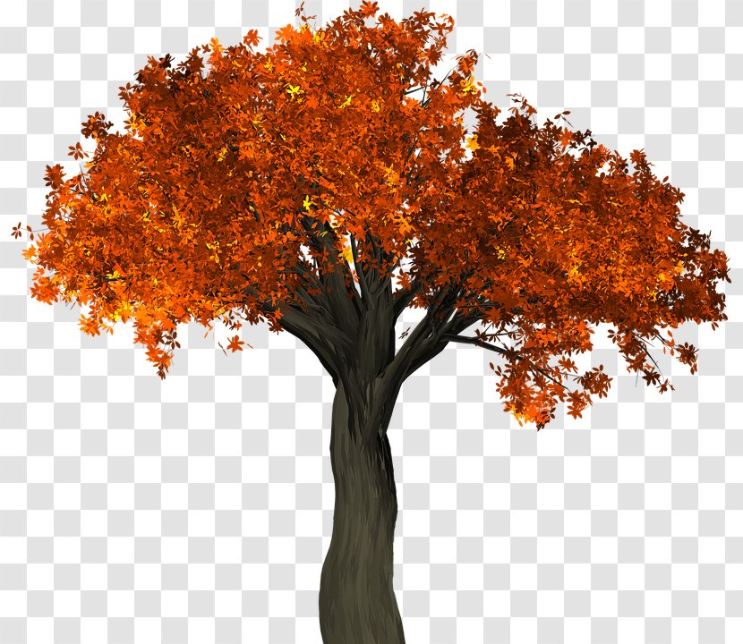 Autumn Leaf Color Tree Branch Transparent PNG