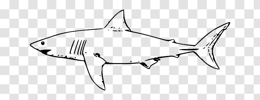 Great White Shark Lamniformes Hammerhead Tiger Clip Art - Drawing - Black Outline Of A Fish Transparent PNG