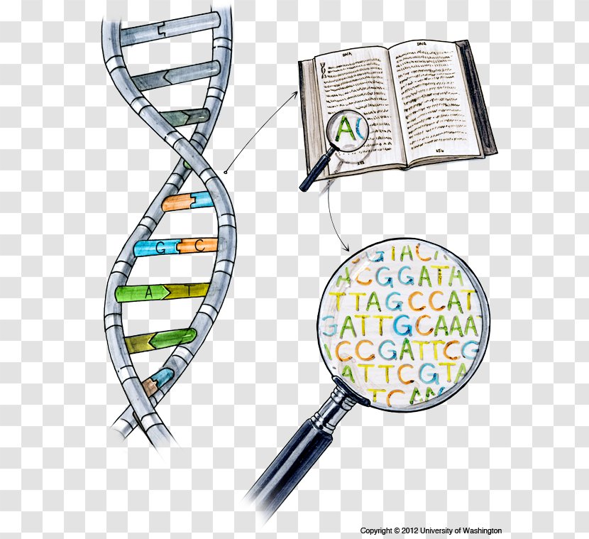 DNA Sequencing Nucleic Acid Sequence Dolan Learning Center - Research - Massive Parallel Transparent PNG