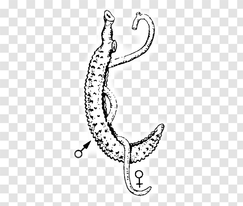 Schistosoma Haematobium Schistosomiasis Helminthiasis Flukes Disease - Cartoon - Flower Transparent PNG