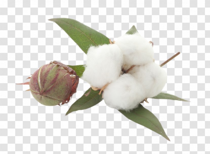 Cotton Textile Clip Art Image - Organic - Flower Transparent PNG