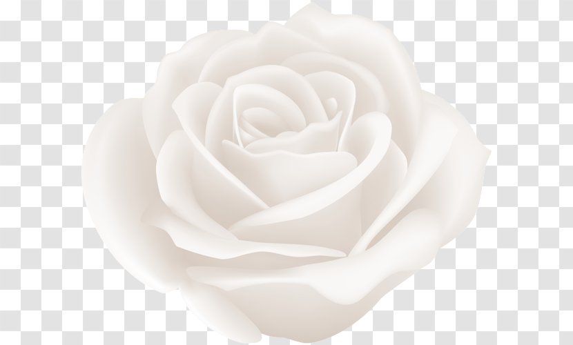 Centifolia Roses Garden Clip Art - Petal - White Rose Transparent PNG