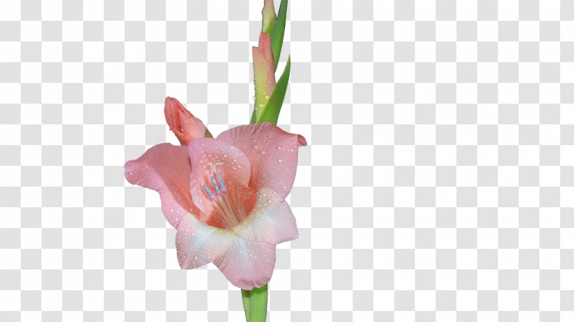 Gladiolus Xd7gandavensis Icon - Flowering Plant - Pink Transparent PNG
