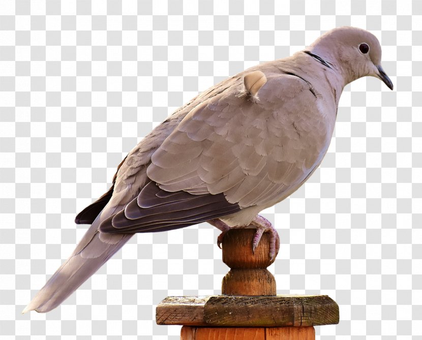 Pigeons And Doves Bird Beak Owl Feather - Stock Dove Transparent PNG