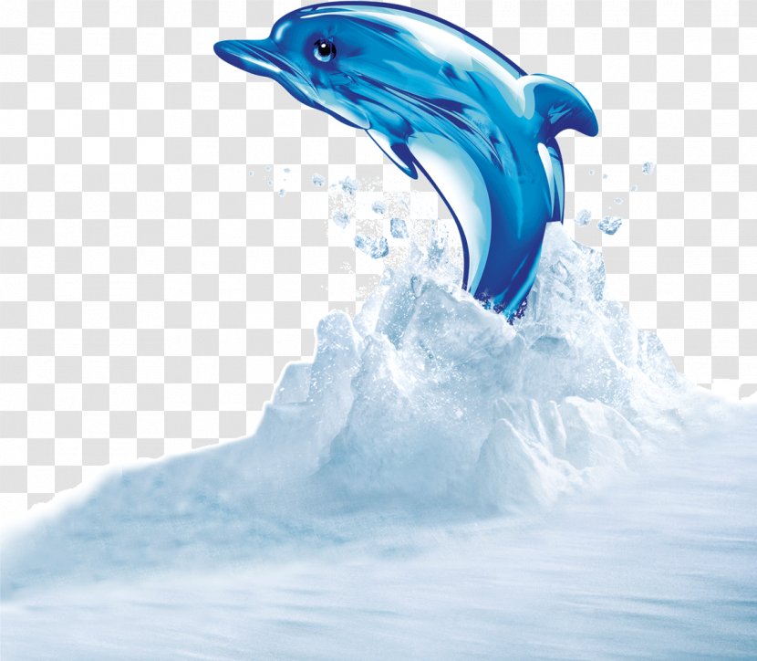 Dolphin - Marine Biology - Shark Transparent PNG