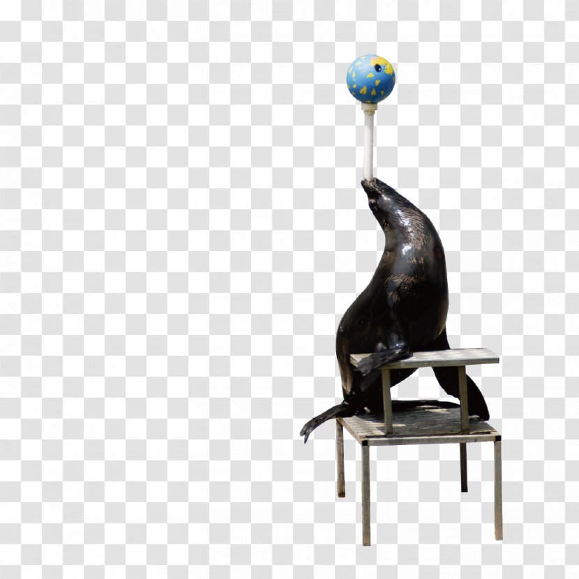 Earless Seal Sea Lion - Tile - The Playing Transparent PNG
