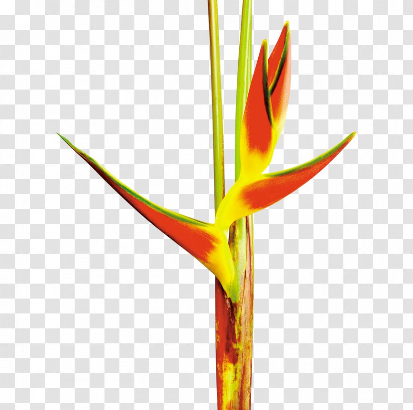 Heliconia Bihai Bird Of Paradise Flower Costus Banana - Strelitziaceae Transparent PNG
