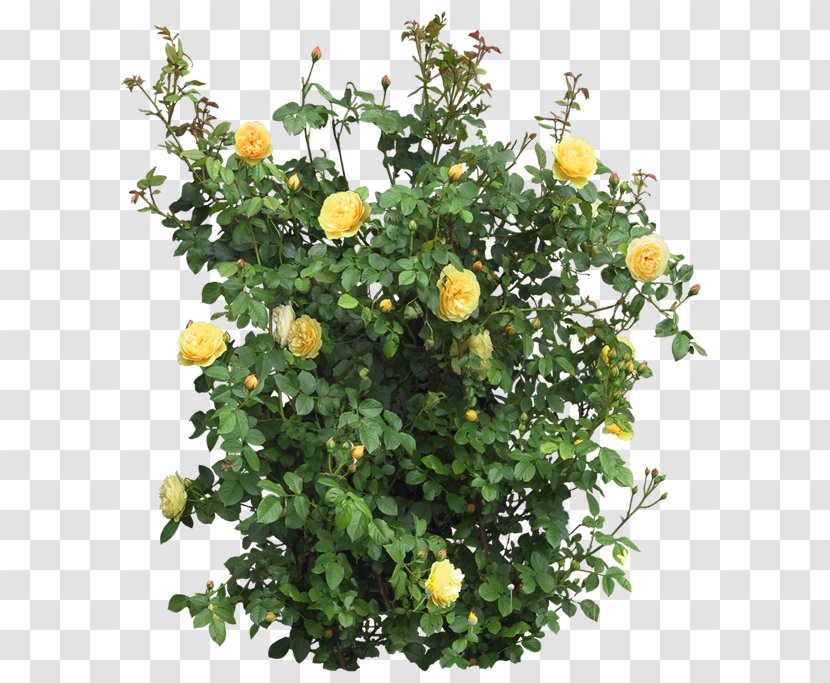 Garden Roses Flower Shrub Tree - Rose Order - Bush Transparent PNG