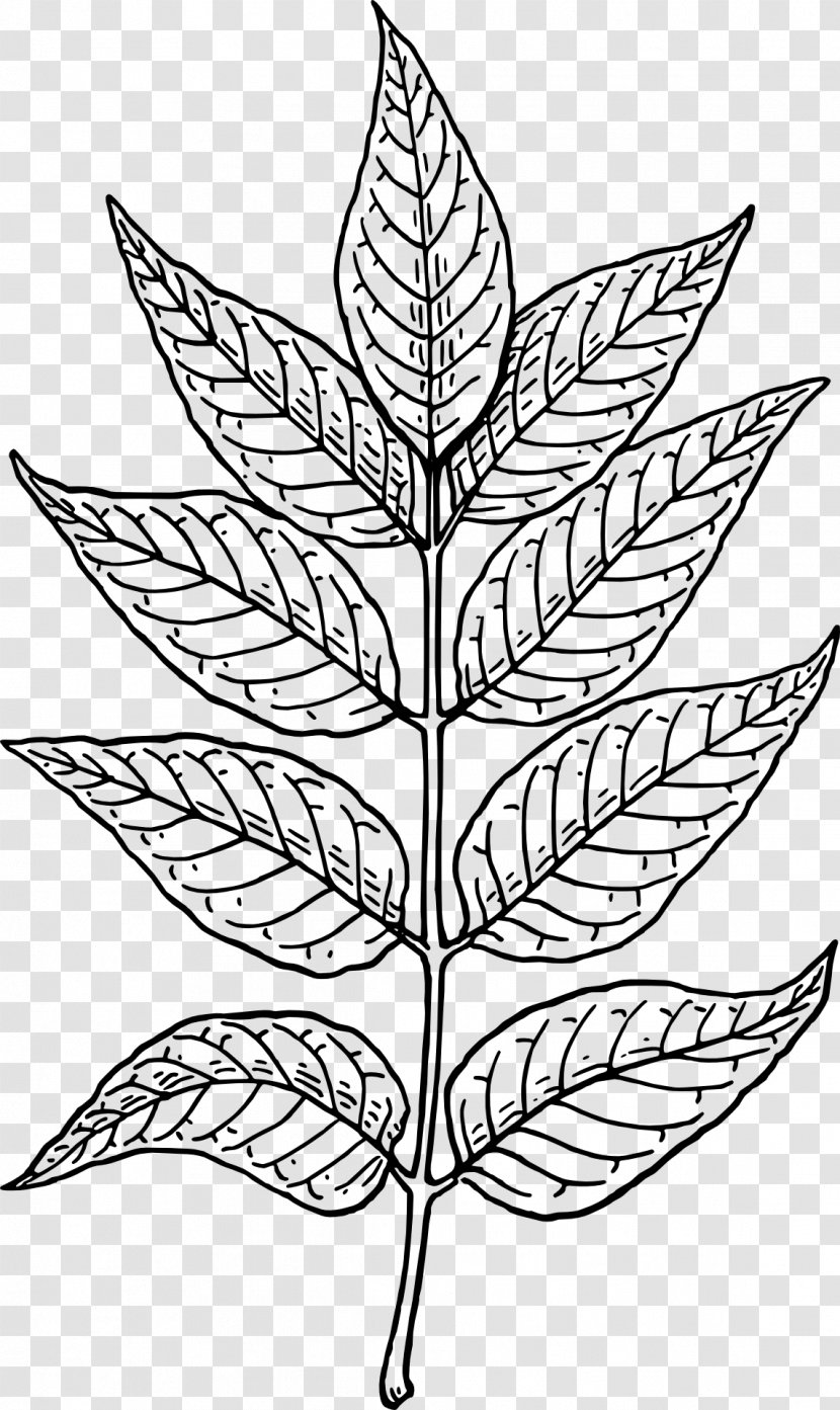 Leaf Line Art Clip - Flora Transparent PNG