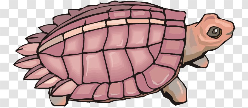 Tortoise Sea Turtle - Heart - Pink Transparent PNG