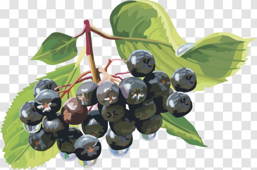 Berry Clip Art - Blueberry - Vector Lantern Fruit Fruit,blueberry Transparent PNG