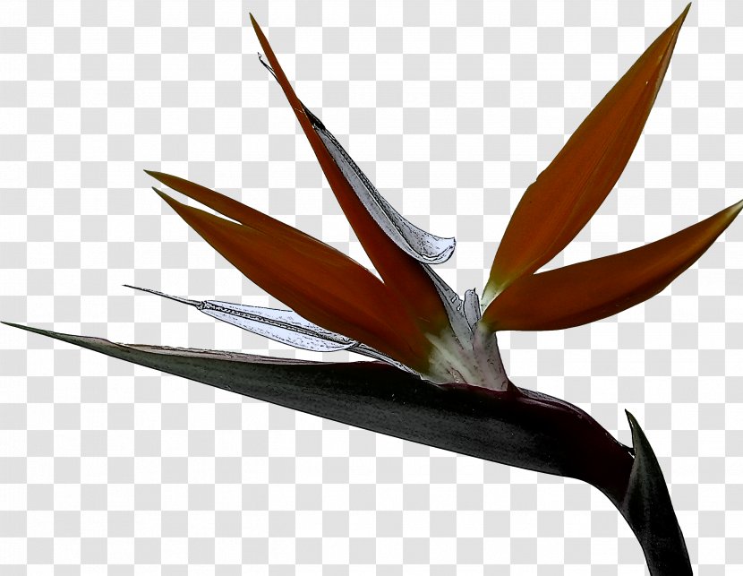 Bird Of Paradise - Heliconia - Birdofparadise Transparent PNG